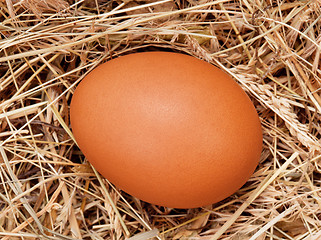 Image showing Eggs in nest