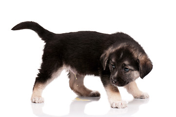 Image showing Cute puppy