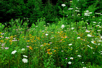 Image showing Wildflowers