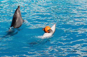 Image showing Dolphin with ball