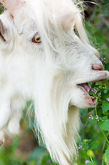 Image showing White goat