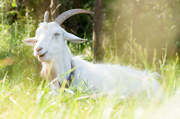 Image showing White goat