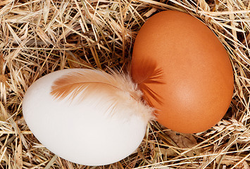 Image showing Eggs in nest