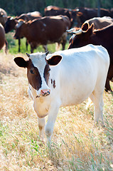 Image showing Cattle grazing