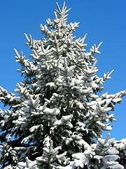 Image showing Winter fir under snow 1