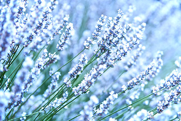 Image showing Lavender Flowers