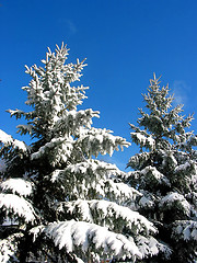 Image showing Winter fir trees under snow