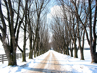 Image showing Winter tree lined lane