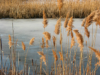 Image showing Reeds winter pond