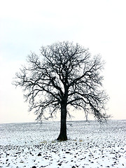 Image showing Tree in a winter field 1