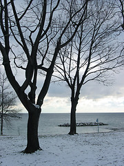 Image showing Winter trees on lakeshore