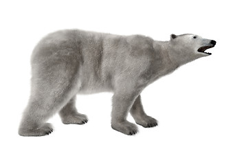 Image showing Polar Bear