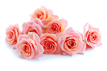 Image showing Pink roses on white