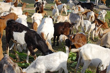 Image showing goats