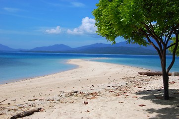 Image showing Sandbar and a tree