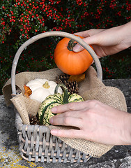 Image showing Adding a small pumpkin to a basket full of gourds