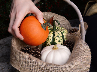 Image showing Placing a sugar pumpkin into a basket with other gourds