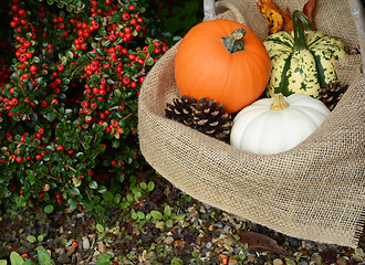Image showing Rustic basket with orange pumpkin and colourful gourds