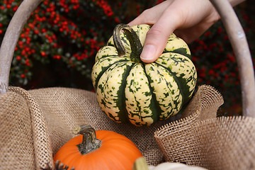Image showing Young woman adds harlequin pumpkin to a basket