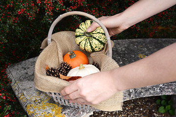 Image showing Woman adds a harlequin pumpkin to a basket of gourds