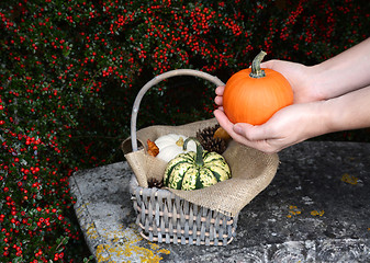 Image showing Woman holds pumpkin in two hands above basket of gourds