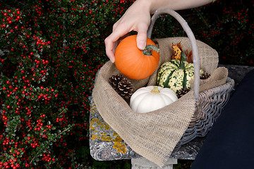Image showing Woman places a sugar pumpkin into basket of autumn gourds
