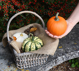 Image showing Woman holding pumpkin in her hand with basket of gourds