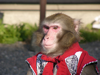 Image showing Japanese macaque in show-costume