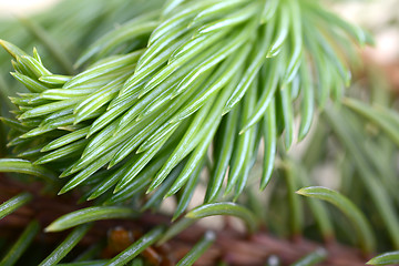 Image showing Close-up of a Christmas tree