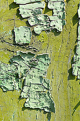 Image showing Old green tree bark texture closeup