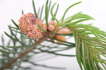Image showing Fir-needle tree branches composition as a background texture