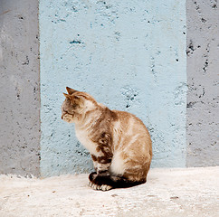 Image showing alone cat in africa morocco and house background