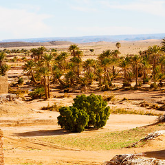 Image showing sahara      africa in morocco  palm the old contruction and  his