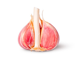 Image showing Half of young juicy head of garlic