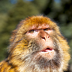 Image showing old monkey in africa morocco and natural background fauna close 