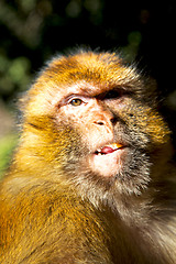 Image showing old monkey in africa morocco  background fauna close up