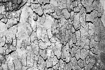 Image showing in england london old bark and abstract wood texture