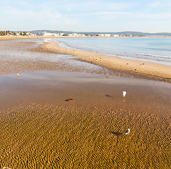 Image showing abstract in morocco  sea africa ocean wave and  bird