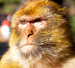 Image showing old monkey in africa morocco and natural background fauna close 