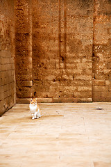 Image showing alone cat in africa morocco  