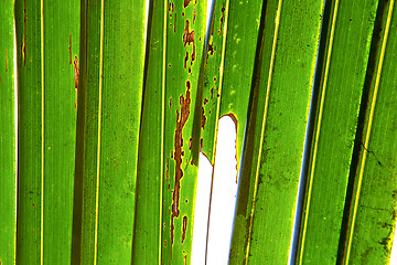 Image showing    abstract  thailand   the light   veins background  of a  gree