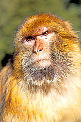 Image showing old monkey in  natural background fauna close up