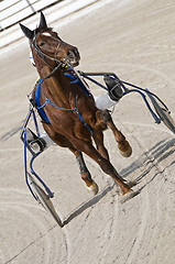 Image showing Harness racing