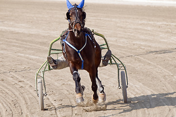 Image showing Harness racing