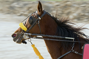 Image showing Riding horse