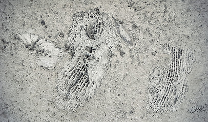 Image showing Stone texture with fossils