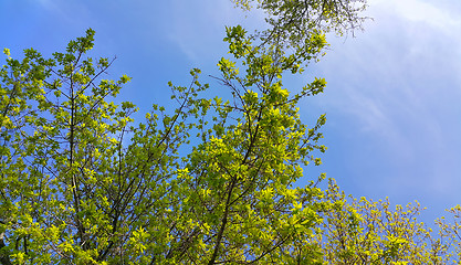 Image showing Spring tree branches on a clear blue sky