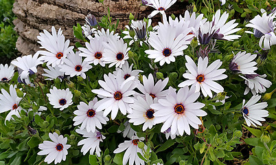 Image showing Beautiful white flowers