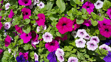 Image showing Flowers of bright petunia 