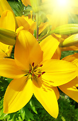 Image showing Beautiful yellow lily